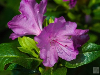 Rododendrón 'P.J.M. Elite'