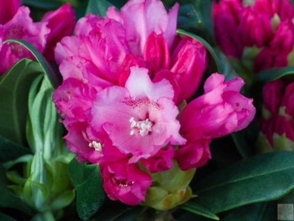 Rododendrón 'Schneewitchen'
