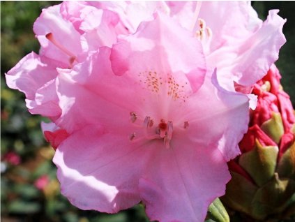 Rododendrón 'Silberwolke'
