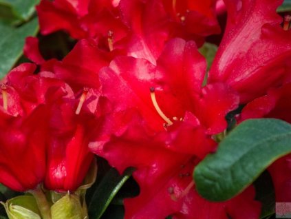 Rododendrón 'Torero'