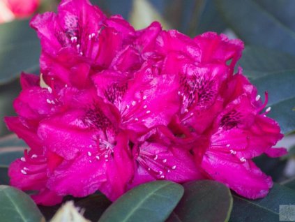 Rododendrón 'Van Weerden Poelman'