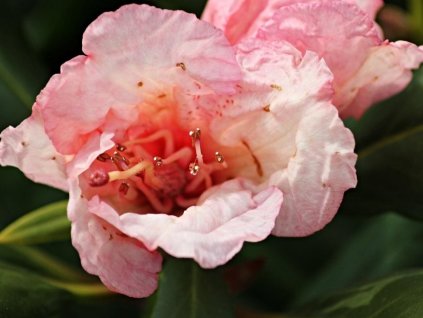 Rododendrón 'Virginia Richards'