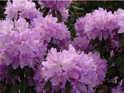 Rododendrón drobnolistý'Azurwolke'