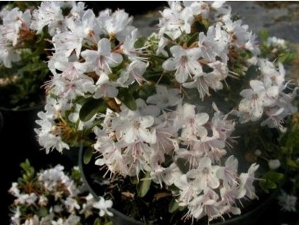 Rododendrón drobnolistý'Billy'