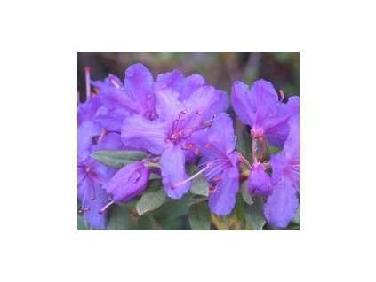 58470 1 rododendron obtizeny blue silver