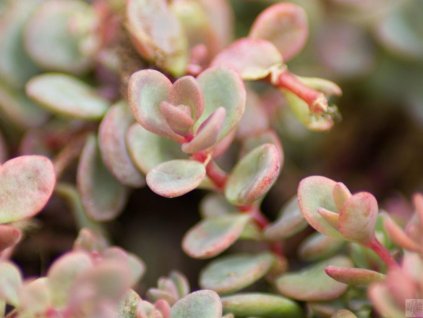 Rozchodník pluricaule 'Sachalin' - Sedum pluricaule 'Sachalin'