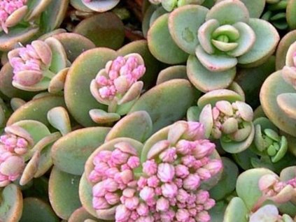 Rozchodník sibírsky - Sedum cyaneum