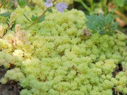 Rozchodník španielsky 'Aureum' - Sedum hispanicum 'Aureum'