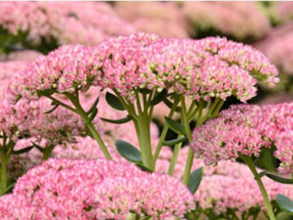 Rozchodník vzpriamený 'Herbstfreude' - Sedum telephium 'Herbstfreude'