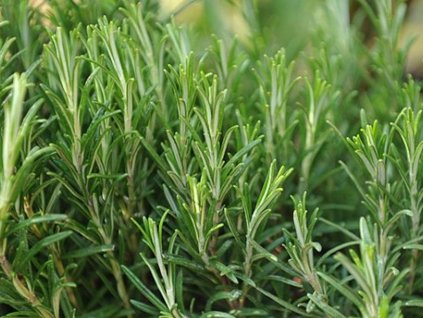 Rozmarín lekársky