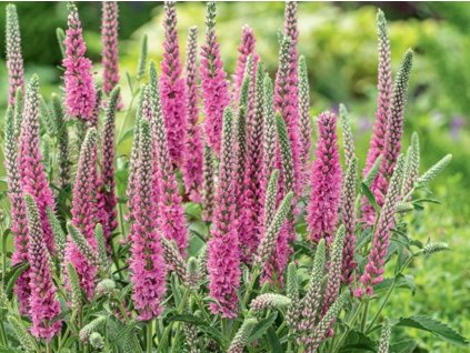 Veronika klasnatá 'Rosa Zwerg' - Veronica spicata 'Rosa Zwerg'