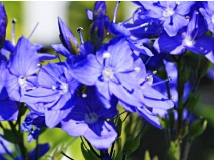 Veronika teucrium 'Konigsblau' - Veronica teucrium 'Konigsblau'