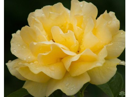 Ruža'Anisade® syn. Julia Child'