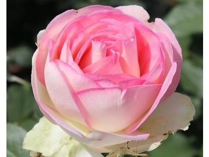 Ruža 'Biedermeier Garden®'