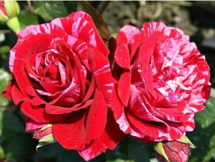 Ruža 'Deep Impression®'