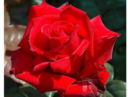 Ruža 'Ingrid Bergman® Hybrid Tea POULSEN®'