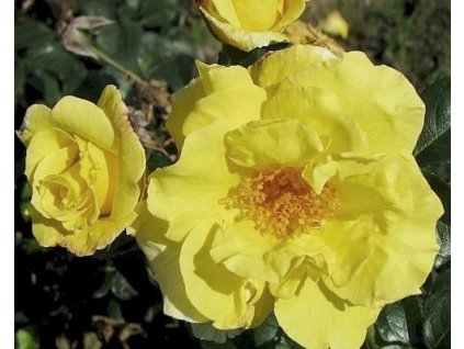 Ruža 'Lichtkönigin Lucia®'