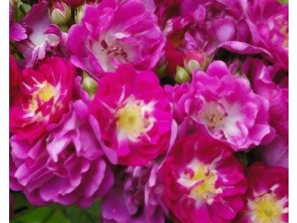 Ruža 'Perennial Blue'