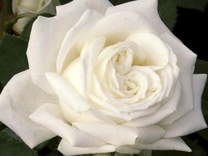 Ruža 'Polarstern®'