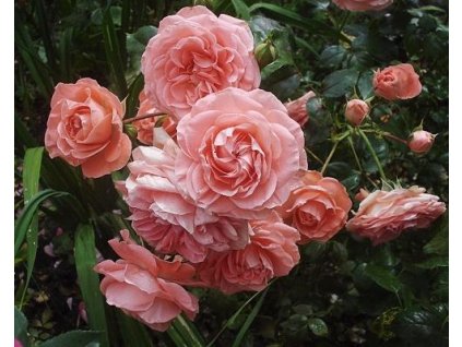 Ruža 'Schackenborg Castle®'