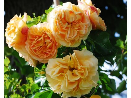 59418 1 ruze lizzy starlet rose