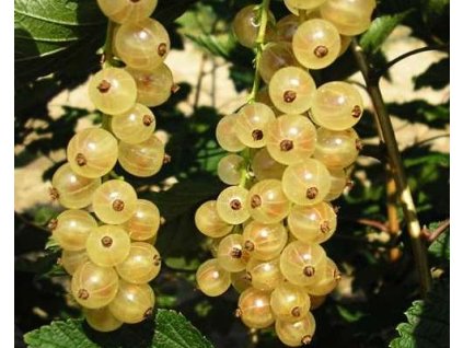 Ríbezľa 'Orion'