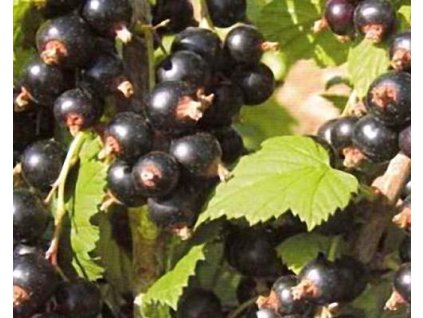 Ríbezľa 'RoodKnop'