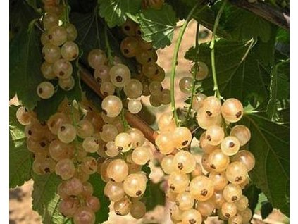 Ríbezľa 'Viktoria'