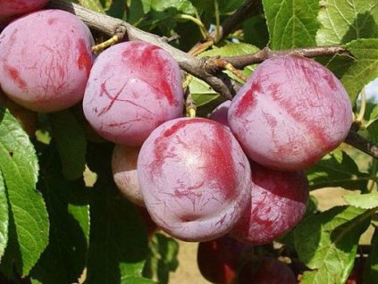 Ringlota 'Broskvová'