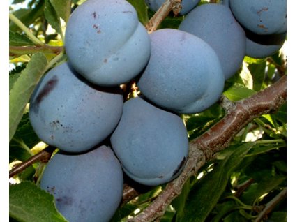 Ringlota 'Kalifornská modrá'