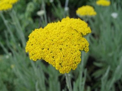 Rebríček 'Schwellenburg' - Achillea hybr. 'Schwellenburg'