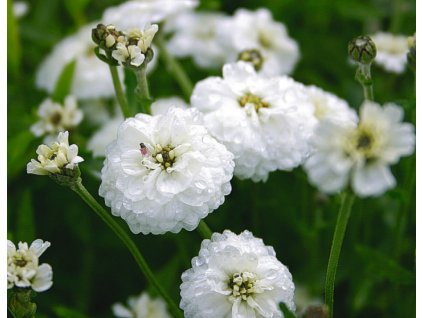 Rebríček bertrámový 'Perle' - Achillea ptarmica 'Perle'