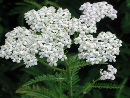 Rebríček obyčajný - Achillea millefolium