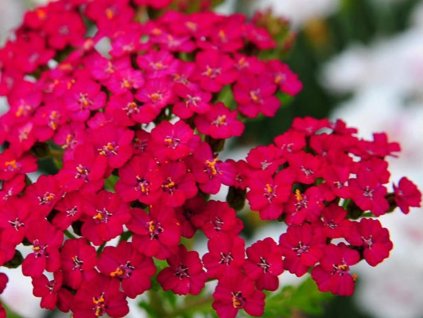 Rebríček obyčajný 'Purpurglut' - Achillea millefolium 'Purpurglut'