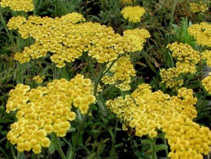 Rebríček plstnatý 'Aurea'- Achillea tomentosa 'Aurea'