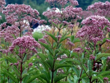 Konopáč fistulosum 'Atropurpureum' - Eupatorium fistulosum 'Atropurpureum'