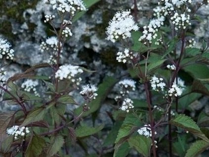 Konopáč rugosum 'Chocolate'