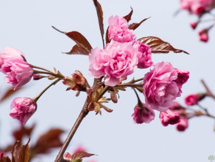 Okrasná čerešňa 'Royal Burgundy'