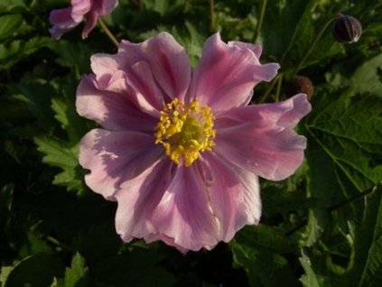 Veternica hupehenská 'September Glanz' - Anemone tomentosa 'September Glanz'
