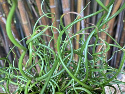 spiralis