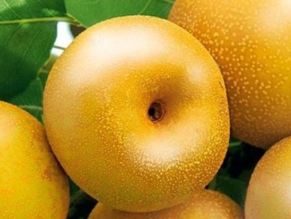 Stĺpovitá ázijská hruška 'Prosecco'