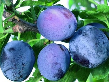 Slivka 'Imperial' - k stĺpovitému zapestovaniu