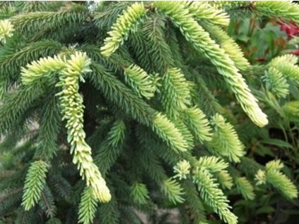 Smrek čierny 'Aurea'