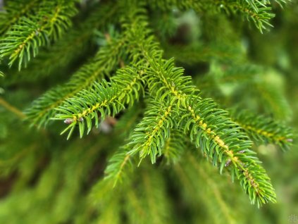 Picea polita (2)