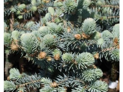 Smrek pichľavý'Blue Trinket'