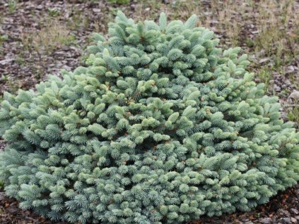 Smrek pichľavý 'Glauca Compacta'