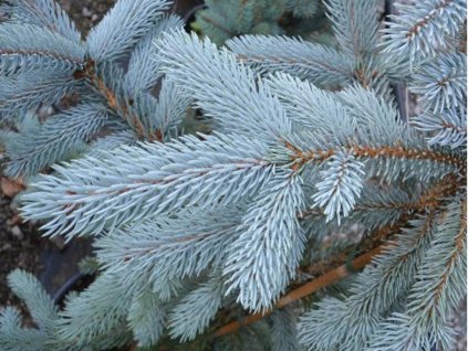 Smrek pichľavý 'Hoopsii'