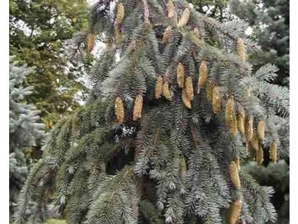 Smrek pichľavý 'Virgata Glauca'