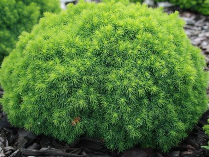 Smrek biely 'Alberta Globe'