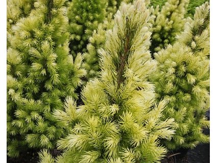 Smrek biely 'Biesenthaler Frühling'
